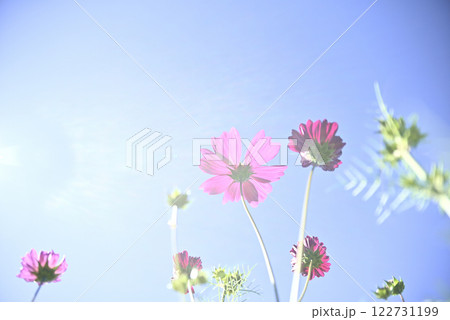 岐阜ワールドローズガーデン 岐阜ワールドローズガーデン 122731199