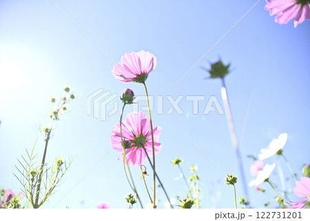 岐阜ワールドローズガーデン 122731201