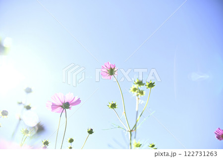 岐阜ワールドローズガーデンのコスモス 122731263