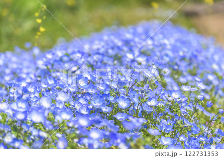 咲き乱れるネモフィラの青い花 122731353