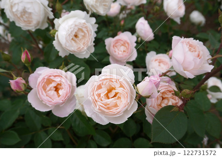 バラ（デスデモーナ）04 122731572