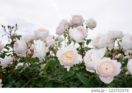 バラ（デスデモーナ）06 122731574