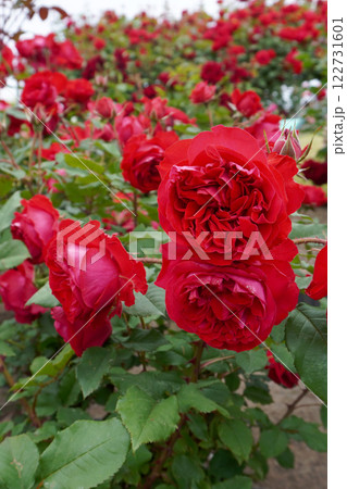 バラ(マイローズ)01 バラ(マイローズ)01 122731601