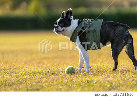 ボストンテリア ボストンテリア 122731616