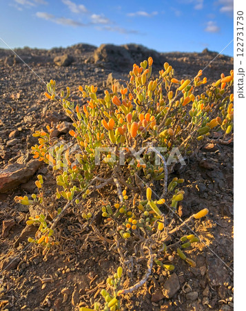 Salt plant Arthrocnemum on the Canary Island of Fuerteventura 122731730