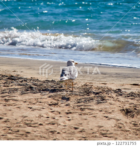 sea gull on the beach 122731755