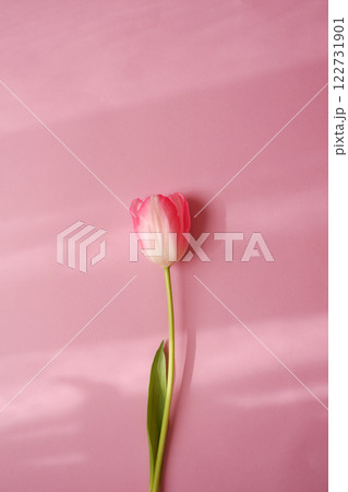 ピンクの背景にピンク色のチューリップの花が咲いている ピンクの背景にピンク色のチューリップの花が咲いている 122731901