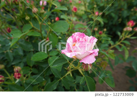 バラ（クロード・モネ）05 122733009