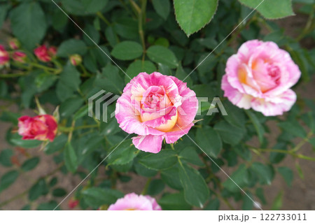 バラ（クロード・モネ）07 122733011