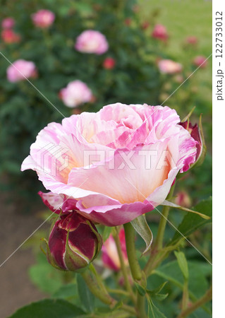 バラ(クロード・モネ)08 バラ(クロード・モネ)08 122733012