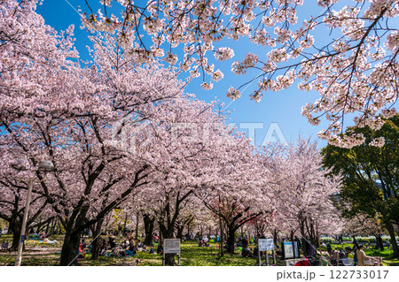 満開の桜の下でお花見 大阪市 毛馬桜之宮公園 おもいでの森 満開の桜の下でお花見 大阪市 毛馬桜之宮公園 おもいでの森 122733017