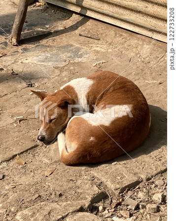 野良犬が昼寝をしている写真 野良犬が昼寝をしている写真 122733208