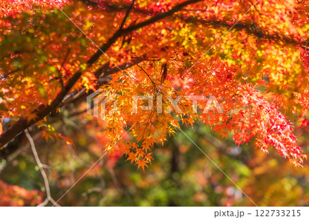 【第八十八番札所】大窪寺の紅葉【四国八十八箇所】 【第八十八番札所】大窪寺の紅葉【四国八十八箇所】 122733215