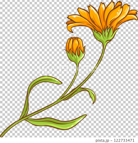 Calendula Plant with Flowers and Leaves Colored Detailed Illustration Calendula Plant with Flowers and Leaves Colored Detailed Illustration 122733471