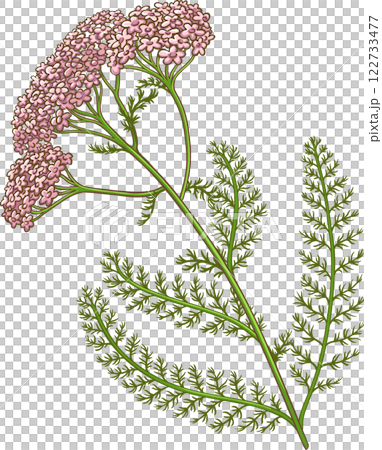 Milfoil Plant Colored Detailed Illustration 122733477