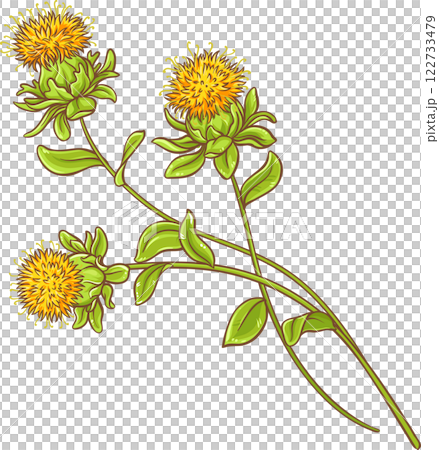 Safflower Plant with Flower and Leaves Colored Detailed Illustration.  122733479