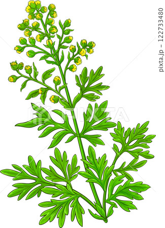 Wormwood Plant Colored Detailed Illustration Wormwood Plant Colored Detailed Illustration 122733480