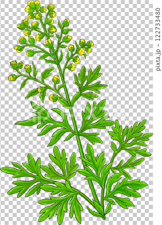 Wormwood Plant Colored Detailed Illustration Wormwood Plant Colored Detailed Illustration 122733480