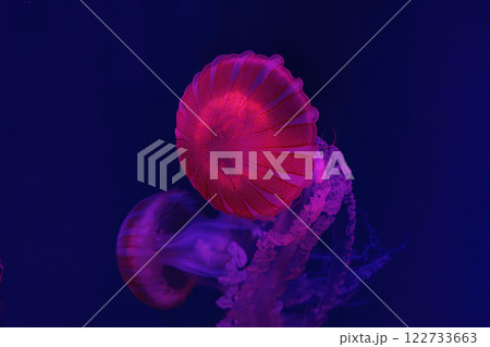 Jellifish South american sea nettle, Chrysaora plocamia swimming in aquarium with illumination Jellifish South american sea nettle, Chrysaora plocamia swimming in aquarium with illumination 122733663