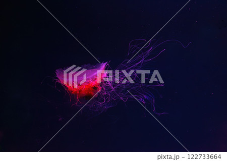 Fluorescent lion's mane jellyfish swimming underwater aquarium pool with red neon light. Fluorescent lion's mane jellyfish swimming underwater aquarium pool with red neon light. 122733664
