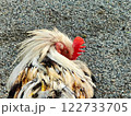 顔を隠すニワトリ 122733705