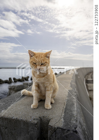 防波堤で横になっている猫 122733908