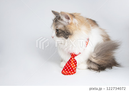 Fluffy pretty cat with red tie on a white background 122734072