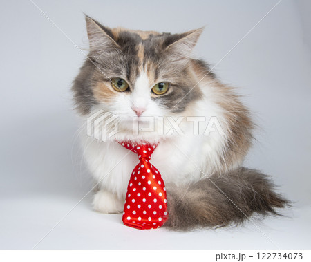 Fluffy pretty cat with red tie on a white background Fluffy pretty cat with red tie on a white background 122734073