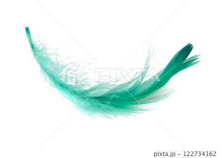 Green elegant bird feather isolated on the white background 122734162