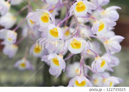 ラン科 蘭科 植物 122735025