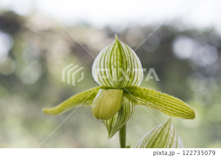 ラン科 蘭科 植物 122735079