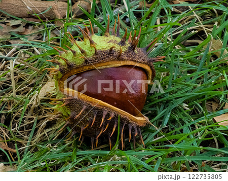 Close-up of a semi-peeled ripe chestnut of round shape, rich brown color lies on the grass. 122735805