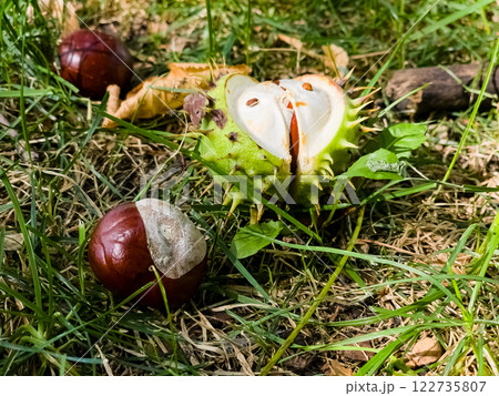 Selective focus of wild chestnuts falling on green grass in the forest. 122735807
