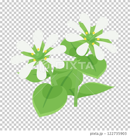 Illustration of two blooming chickweed flowers 122735903