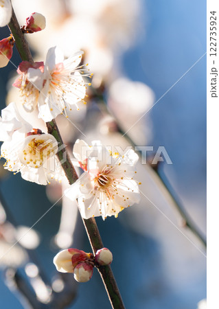 梅の花が見頃になった東京の春の風物詩 122735924