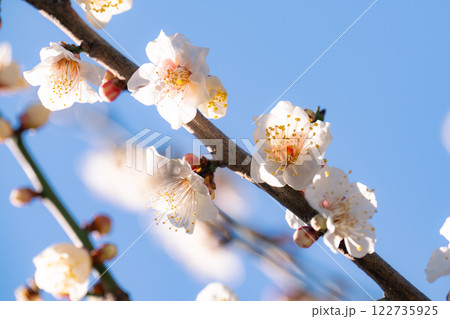 梅の花が見頃になった東京の春の風物詩 122735925