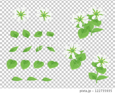 ハコベの花と葉っぱのイラスト素材セット 122735935