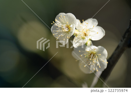 梅の花が見頃になった東京の春の風物詩 梅の花が見頃になった東京の春の風物詩 122735974