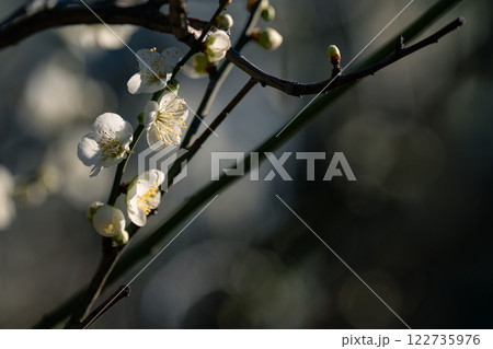 梅の花が見頃になった東京の春の風物詩 梅の花が見頃になった東京の春の風物詩 122735976