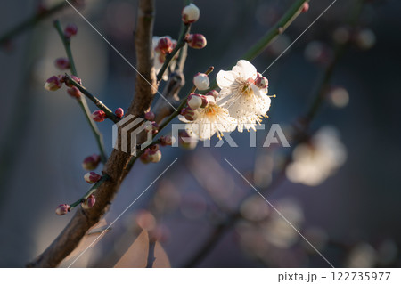 梅の花が見頃になった東京の春の風物詩 122735977