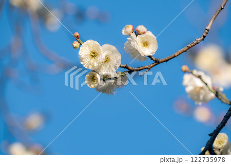 梅の花が見頃になった東京の春の風物詩 梅の花が見頃になった東京の春の風物詩 122735978