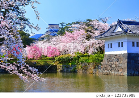 【神奈川県】快晴の小田原城 天守閣と隅櫓と満開の桜 【神奈川県】快晴の小田原城 天守閣と隅櫓と満開の桜 122735989