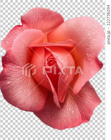 beautiful pink rose with delicate petals and water droplets 122736204
