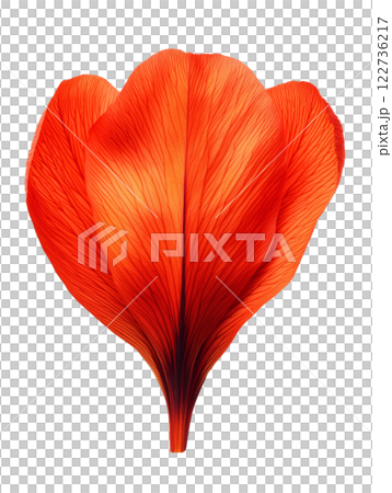 Vibrant red flower petal with intricate veins, showcasing natural beauty 122736217