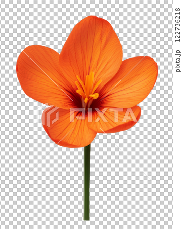 Vibrant orange flower with delicate petals and striking details 122736218