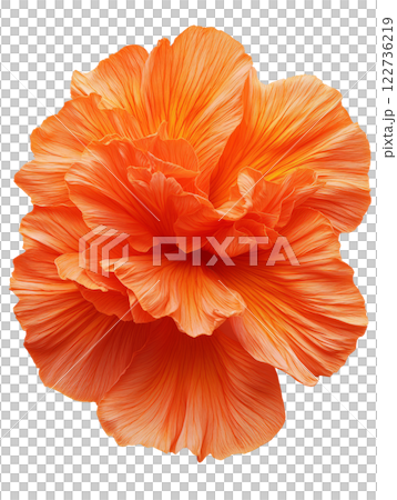 Vibrant orange flower with intricate petals showcasing beauty and elegance 122736219