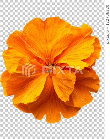 Vibrant orange flower with delicate petals showcasing natural beauty 122736220
