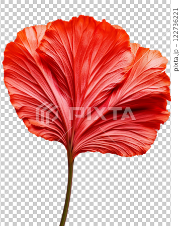 Vibrant red flower with intricate petal details, showcasing natural beauty 122736221