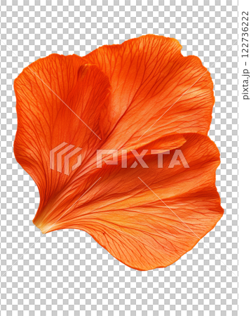 Vibrant orange flower petal with intricate veins and texture 122736222
