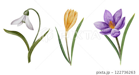 crocus and snowdrop flowers, watercolor illustration, isolated on white. Hand drawn botanical frame with space for text. Template for cards, logos, prints, wedding design crocus and snowdrop flowers, watercolor illustration, isolated on white. Hand drawn botanical frame with space for text. Template for cards, logos, prints, wedding design 122736263